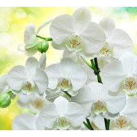 Фотообои Белые орхидеи 300х270 песок